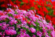 Fiori sul balcone Fiori sul balcone