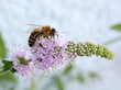 biene auf pfefferminzblüte