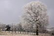 Stieleiche im Winter