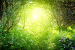 sunny day in deep forest