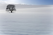 Tree in snowy field