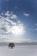 Tree in snowy field