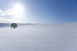 Tree in snowy field