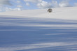 Tree in snowy field