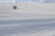 Tree in snowy field