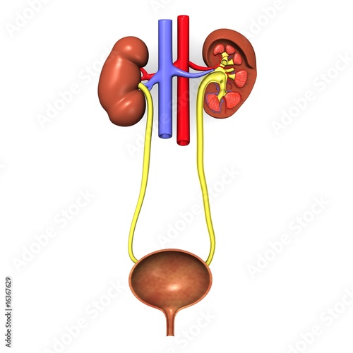urinary system