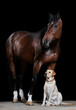 Foto: bay horse and dog on the black background bay horse and dog on the black background