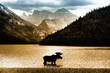 Elch im Waterton See vor mächtigem Bergpanorama