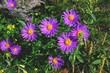 Asters des Alpes