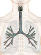 Bronchus