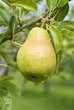 Bartlett Pear Orchard Bartlett Pear Orchard