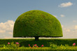 mushroom shaped tree