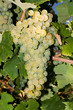 white grapes