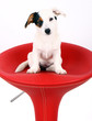 Jack Russell Terrier