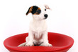 Jack Russell Terrier Jack Russell Terrier