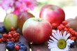 obst, beeren und  kamille