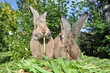 Kaninchen