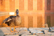 Duck Duck