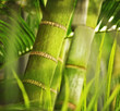 Photographie : Green plant close-up