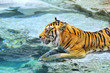 Picture of a bengal tiger near the water