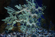 Seahorses