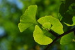 Ginkgo Blätter - Close Up