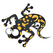 salamander eidechse cartoon lustig salamander eidechse cartoon lustig