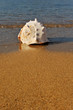 Shell on sandy beach