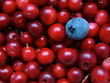 Cranberries