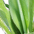 gouttes sur agave