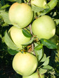 apples