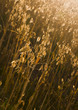 Foto: Oats Oats