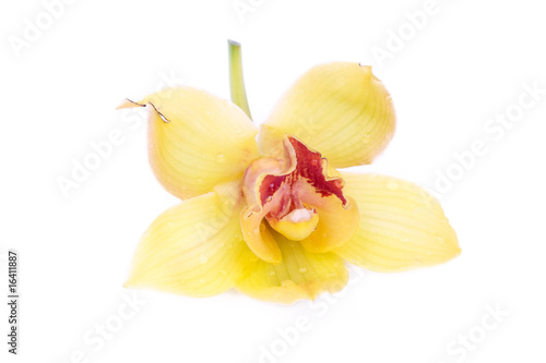 Yellow orchid Yellow orchid