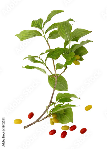 Cornouiller
