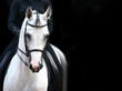 rider on white arab