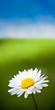 daisy flower, paquerettes sur un fond de pelouse verte