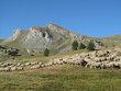 Troupeau de mouton Troupeau de mouton
