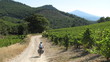 Cyclisme dans les vignes