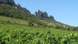 Vignoble des dentelles de montmirail