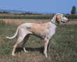 chien de chasse courant de race billy de profil dans un champ chien de chasse courant de race billy de profil dans un champ