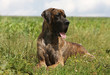superbe dogue allemand bringé couché sur ses pattes
