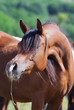 arabian horse