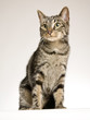 hauskatze hauskatze