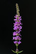 Blutweiderich, Lythrum salicaria