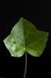 Efeu, Hedera helix