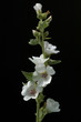 Eibisch, Althaea, Officinalis