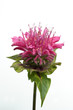 Indiandernessel, Monarda, didyma Indiandernessel, Monarda, didyma