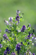 Luzerne, Medicago sativa, Luzerne, Medicago sativa,