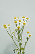 Mutterkraut, Tanacetum parthenium