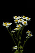 Mutterkraut, Tanacetum parthenium